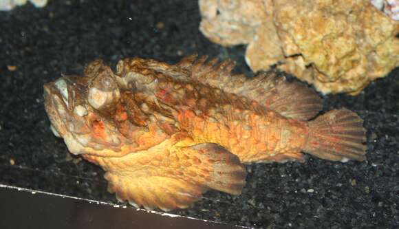 Image of Reef stonefish