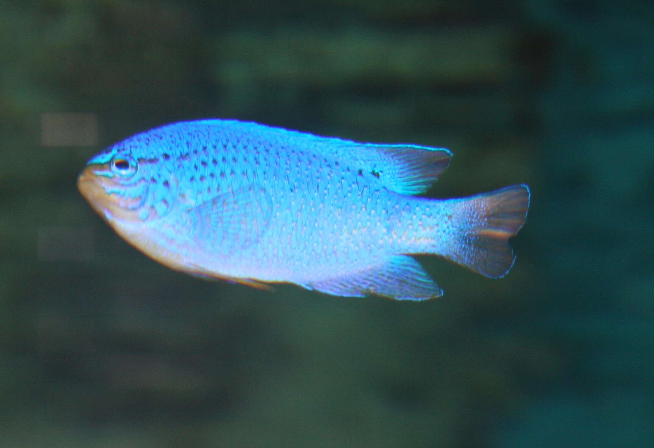 Image de Demoiselle bleue