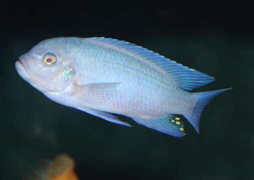 Image of Cichlid