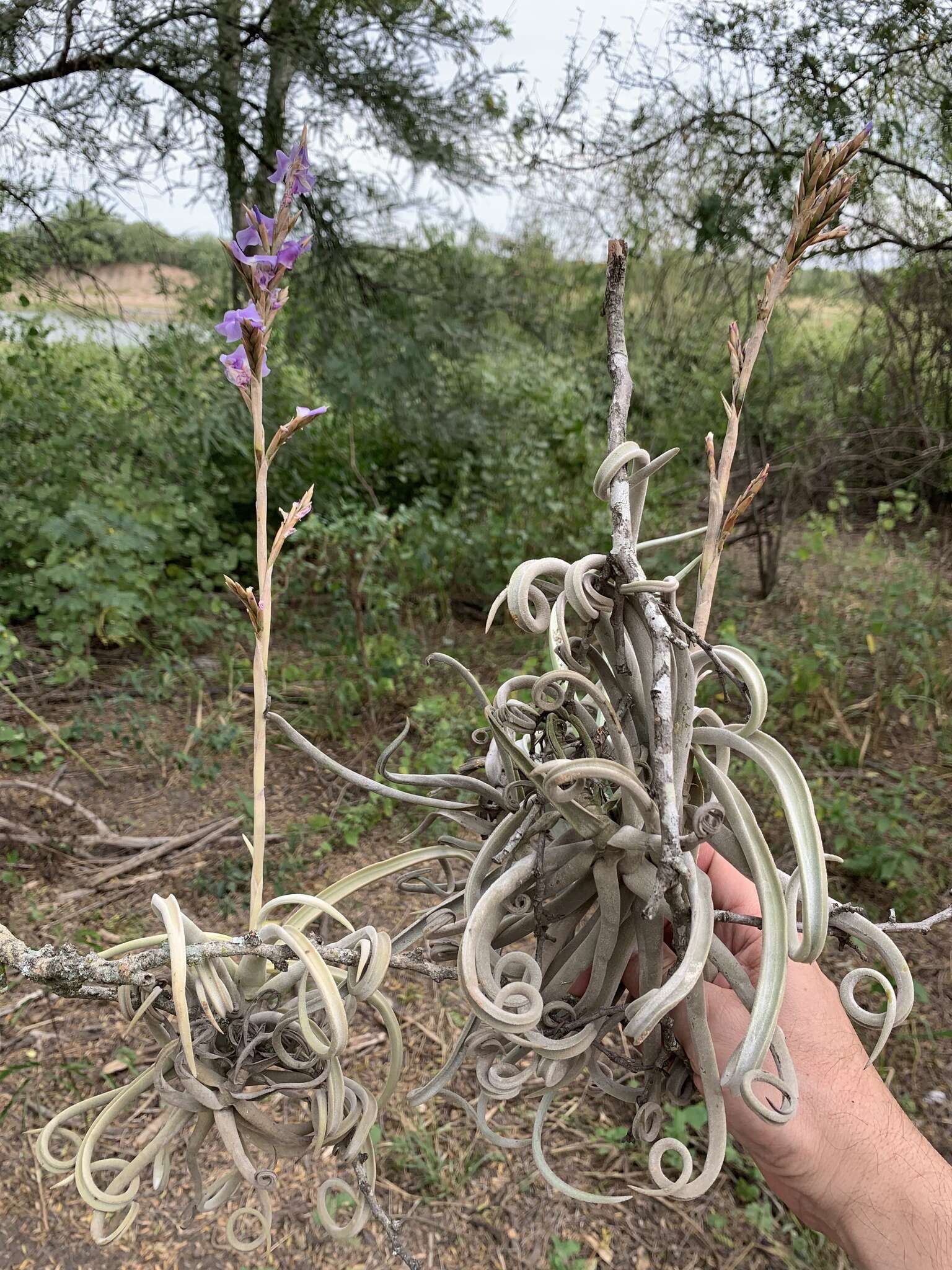 Image of Tillandsia duratii Vis.