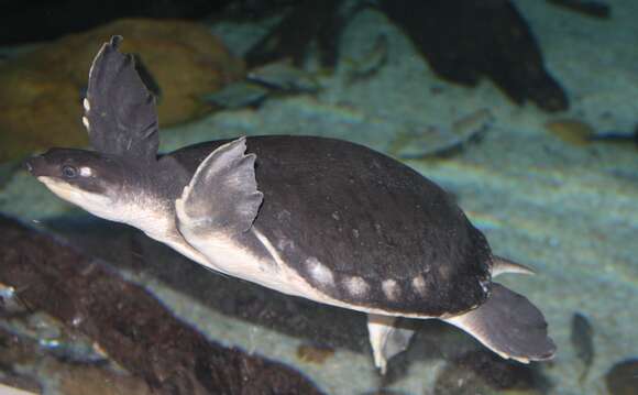 Image of pig-nosed turtle