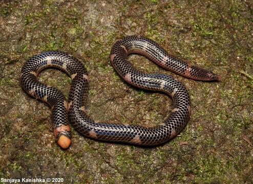 Image de Rhinophis homolepis Hemprich 1820