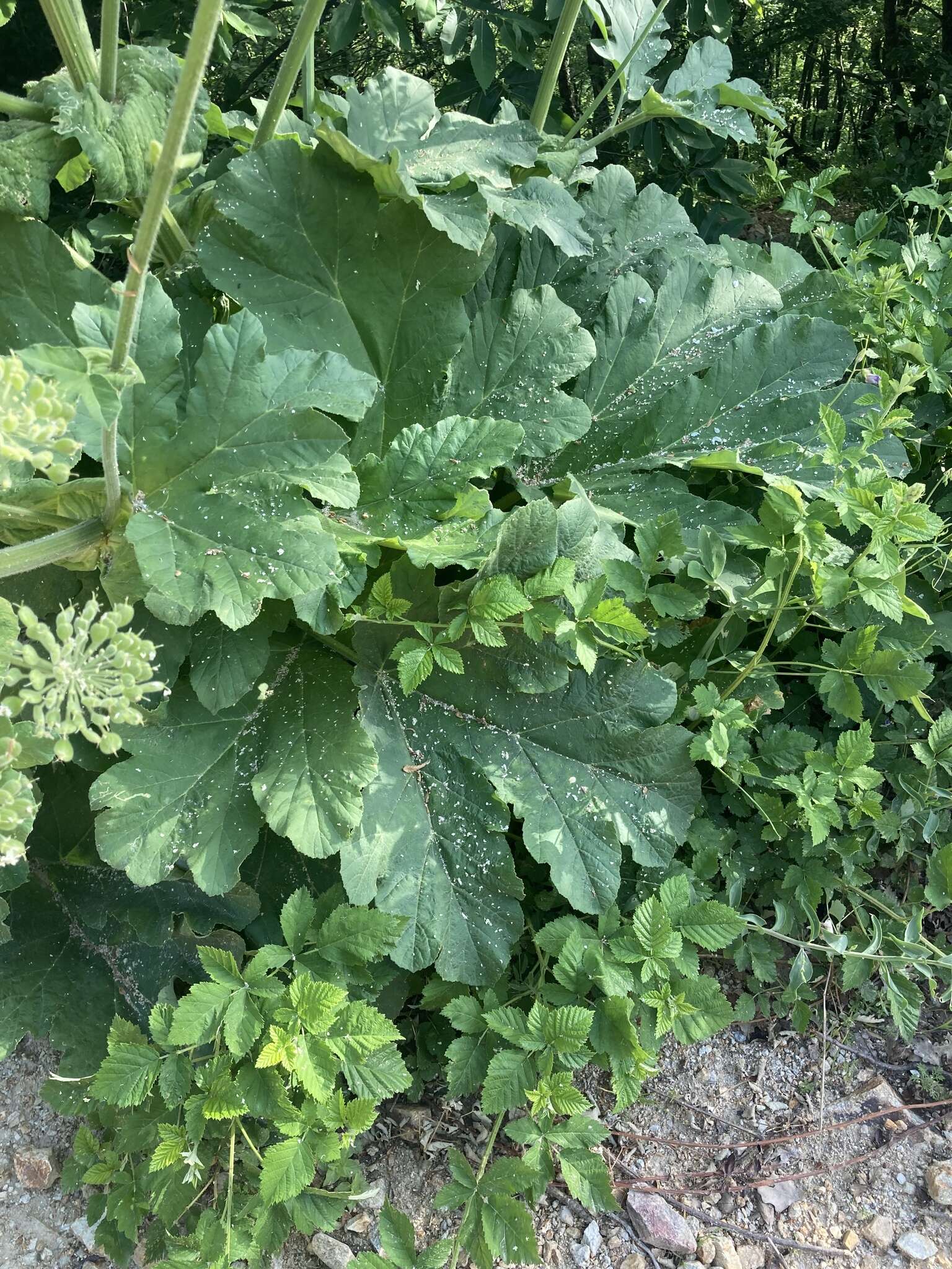 Image of Heracleum platytaenium Boiss.