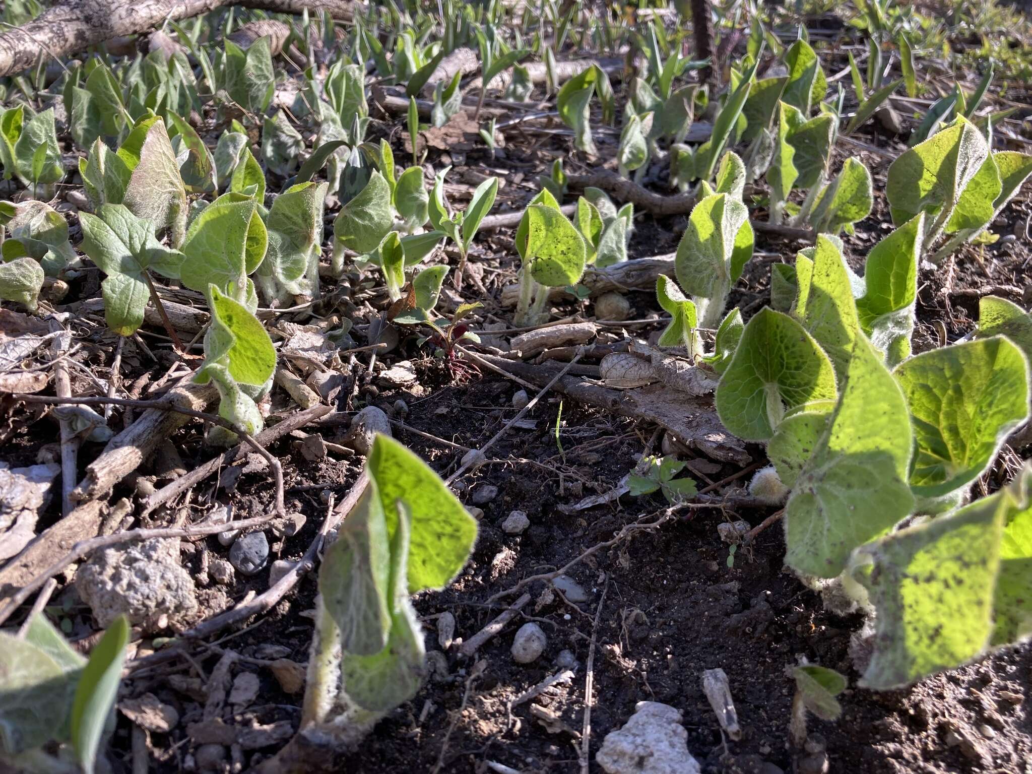 Image of Asarum canadense var. canadense