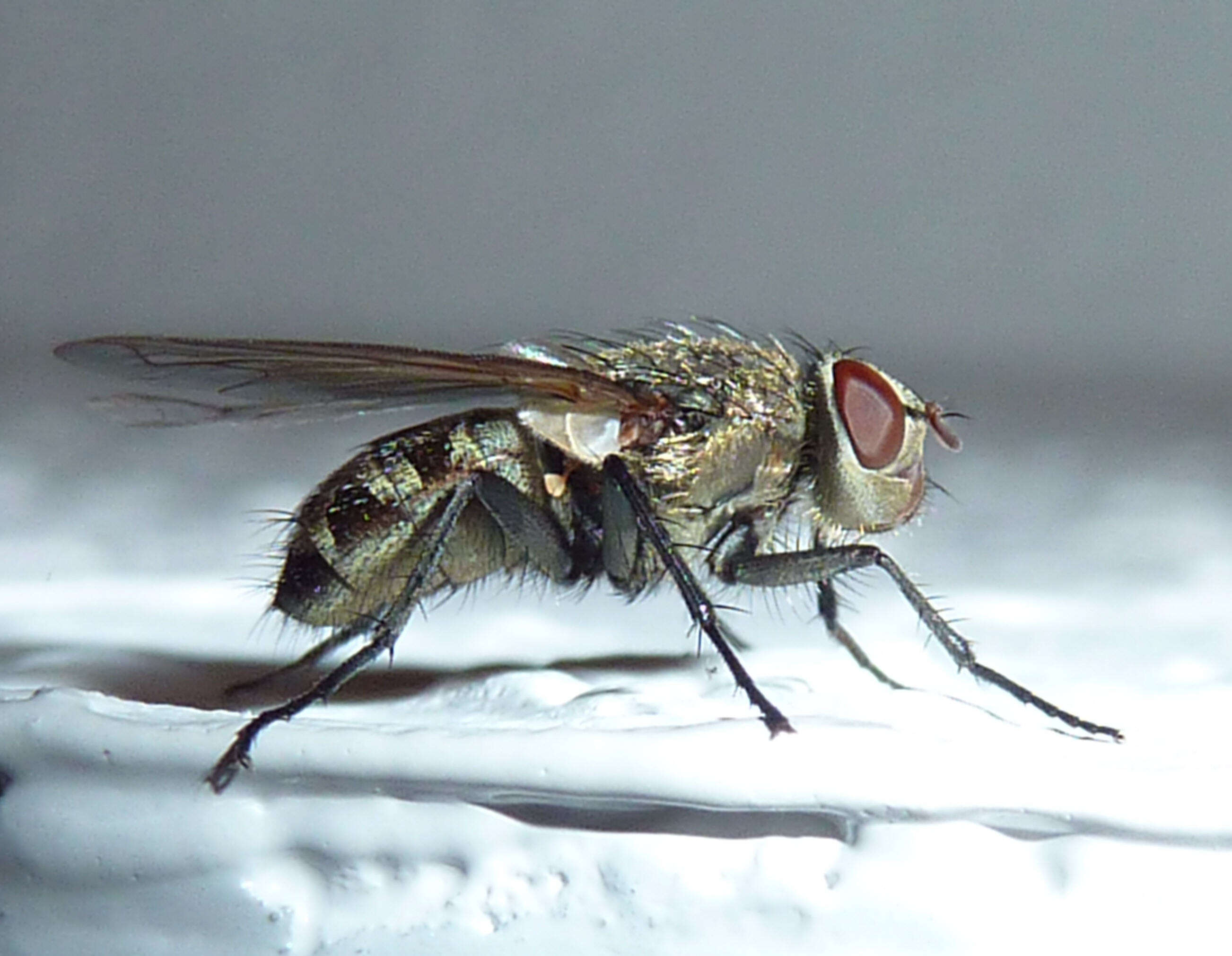 صورة Sarcophaga carnaria (Linnaeus 1758)