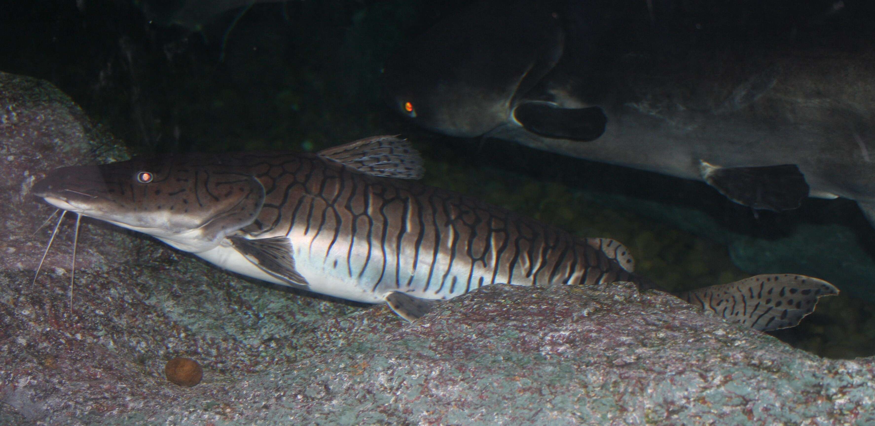 Pseudoplatystoma fasciatum (Linnaeus 1766) resmi