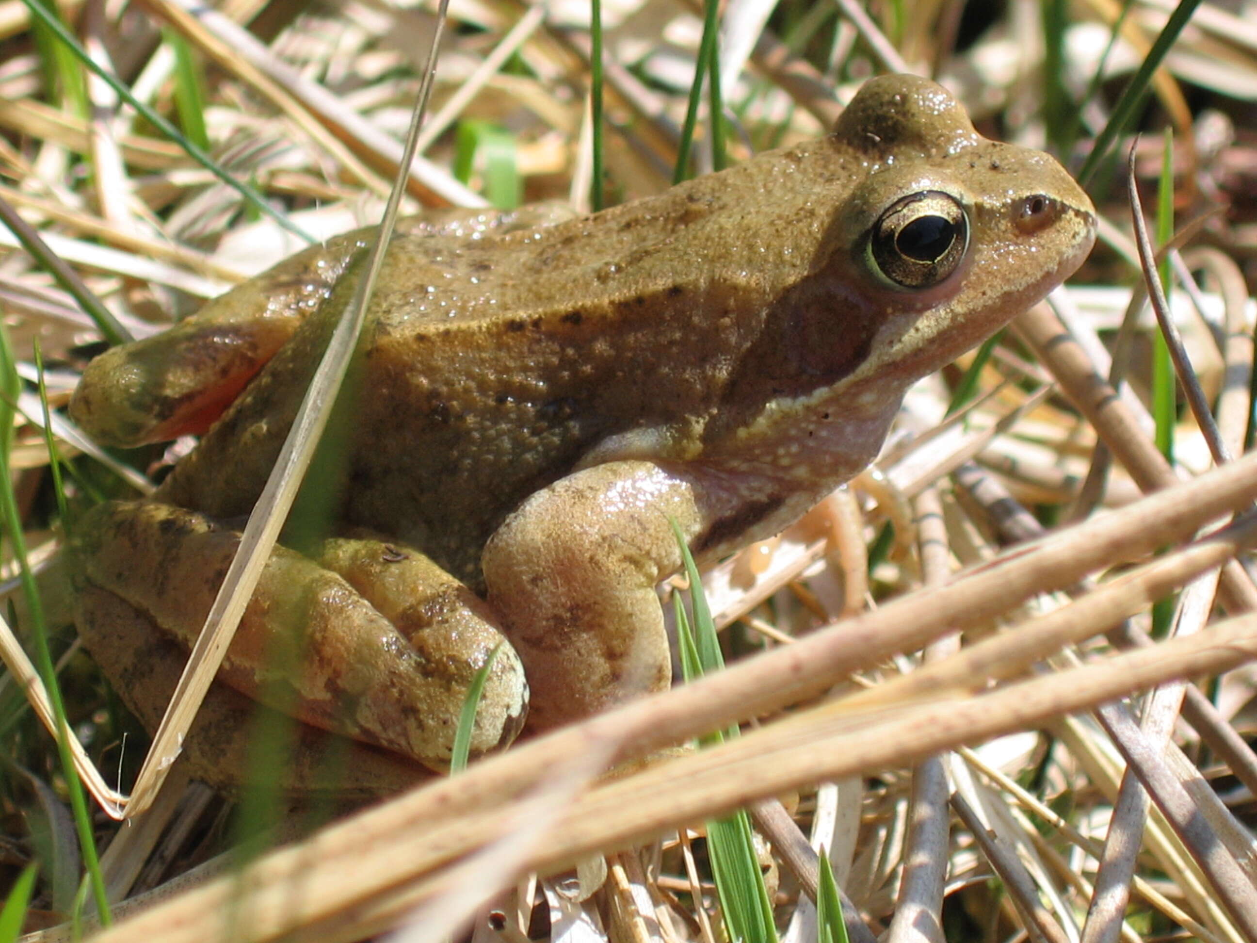 Image of Common frog