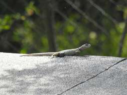 صورة Sceloporus minor cyaneus Treviño-saldaña 1988