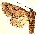 Image of Acronicta insita Walker 1856
