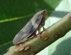 Image of European Alder Spittlebug