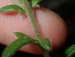 Image of Goodenia heterophylla Sm.