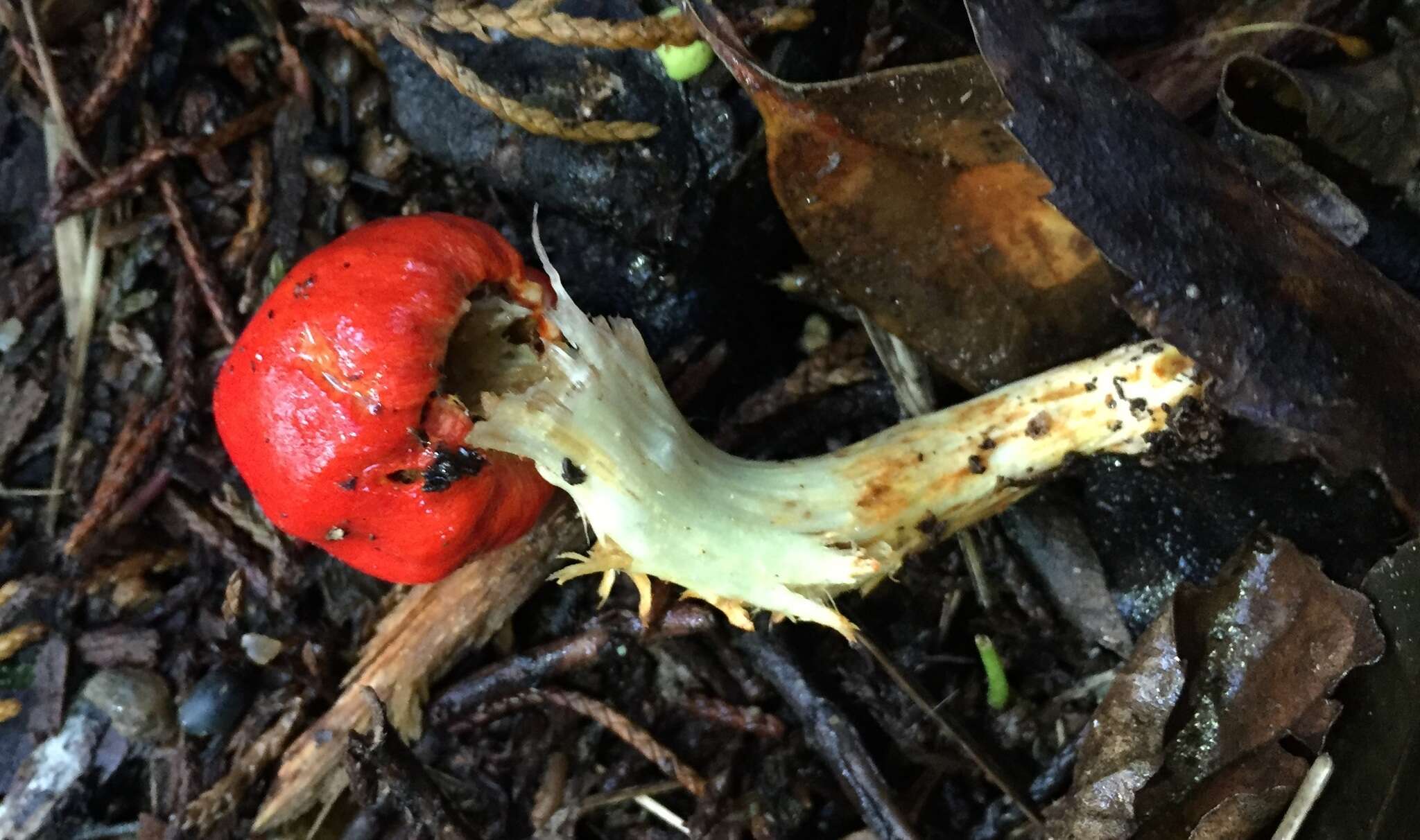 Sivun Leratiomyces erythrocephalus (Tul. & C. Tul.) Beever & D. C. Park 2008 kuva