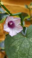 Image of Ipomoea grandifolia (Damm.) O'Donell