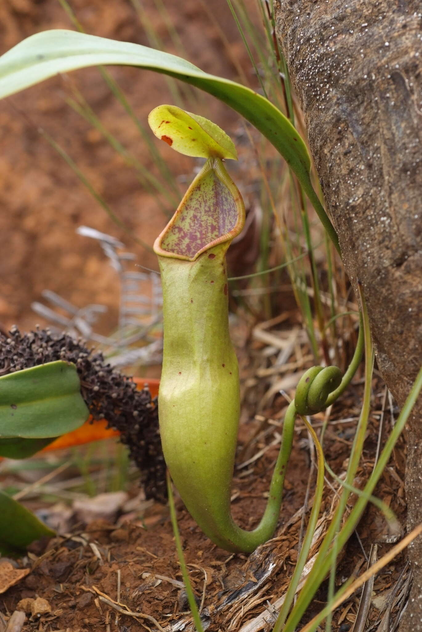 Image of Nepenthes vieillardii Hook. fil.