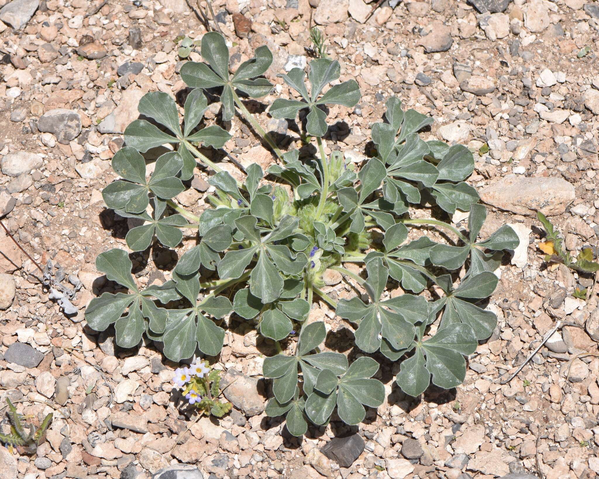 Image of beaver Indian breadroot