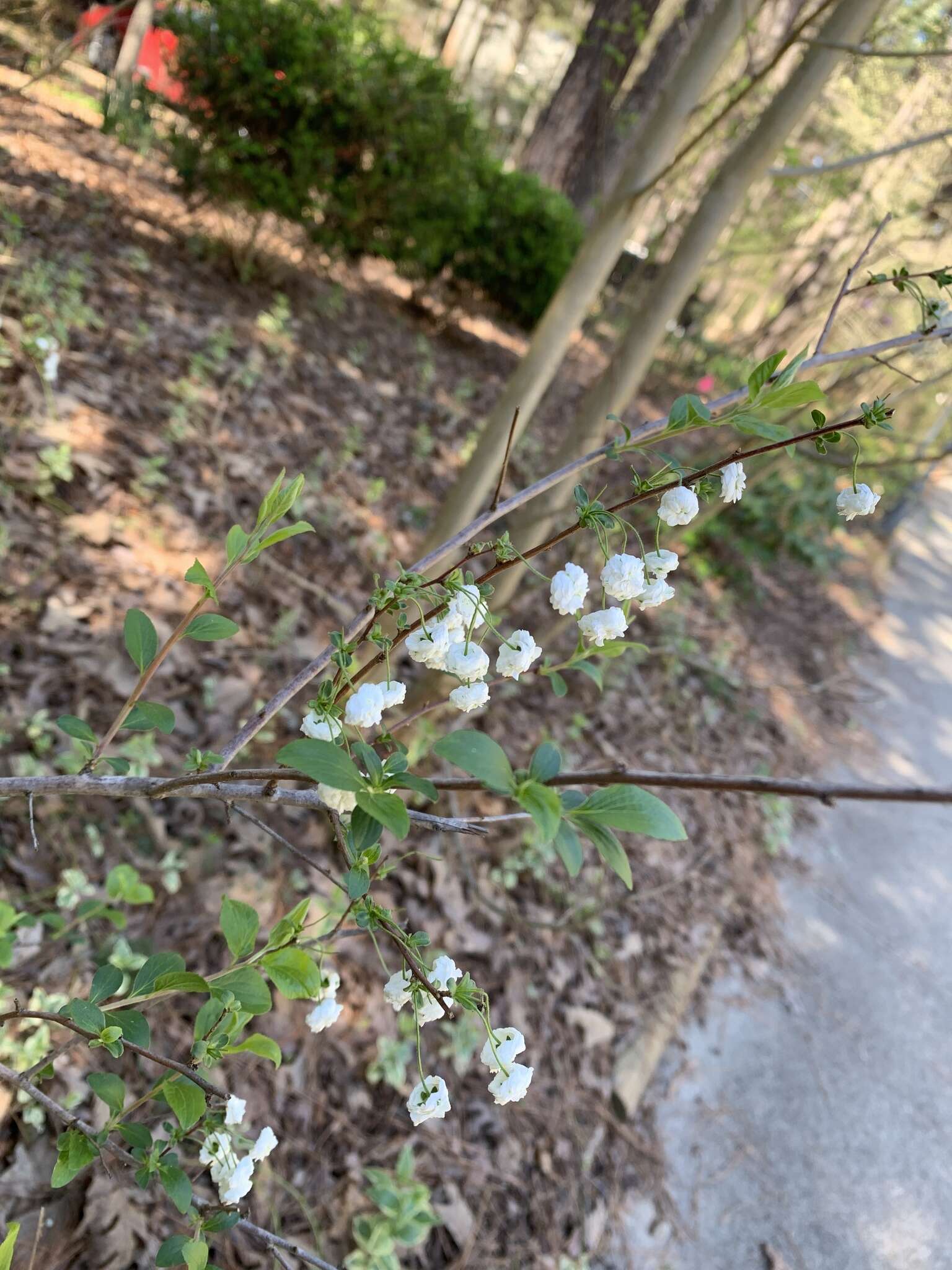 Image of bridalwreath spirea