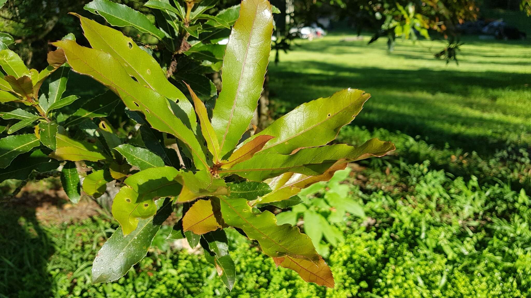 Image of macadamia nut