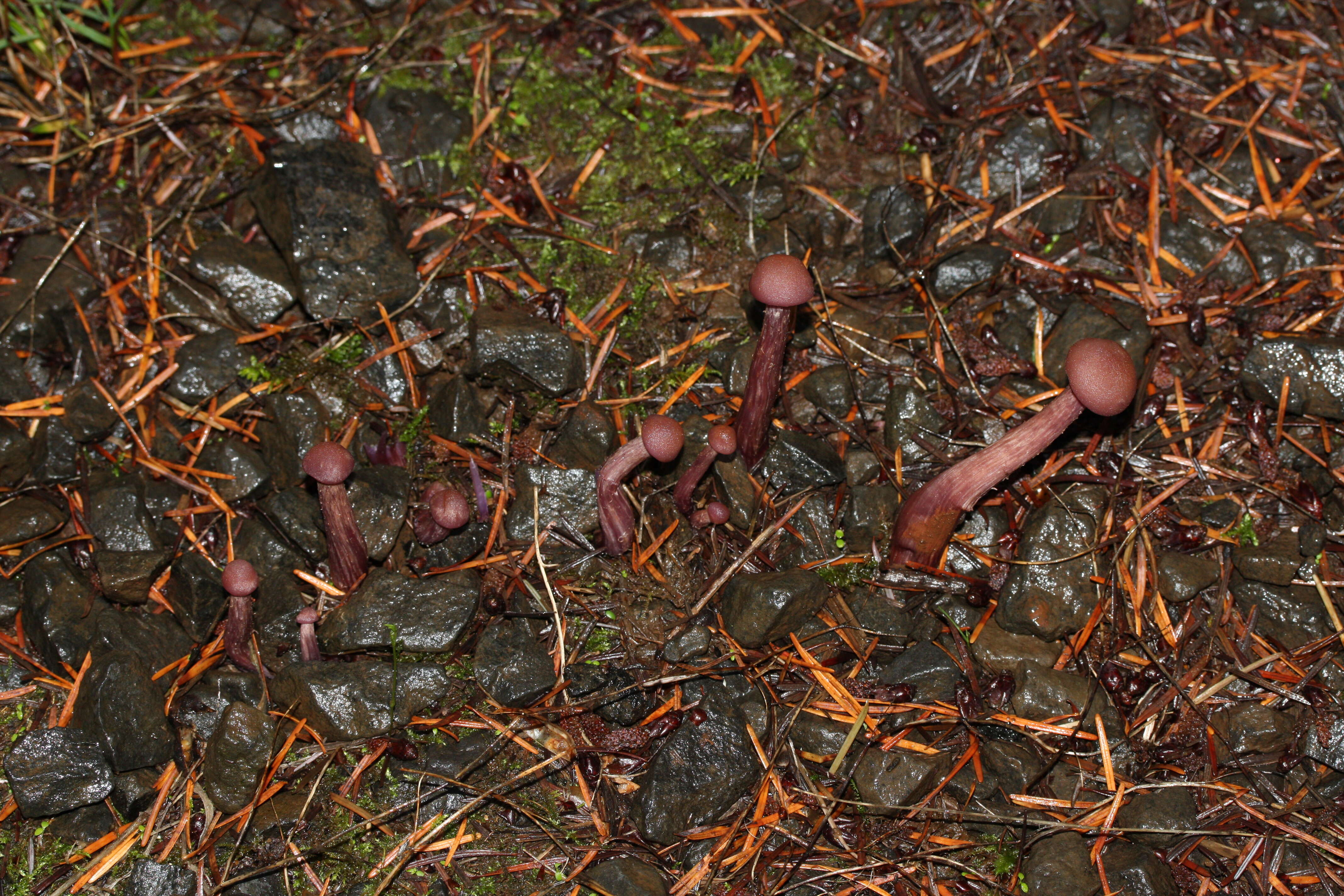 Image of Western Amethyst Deceiver