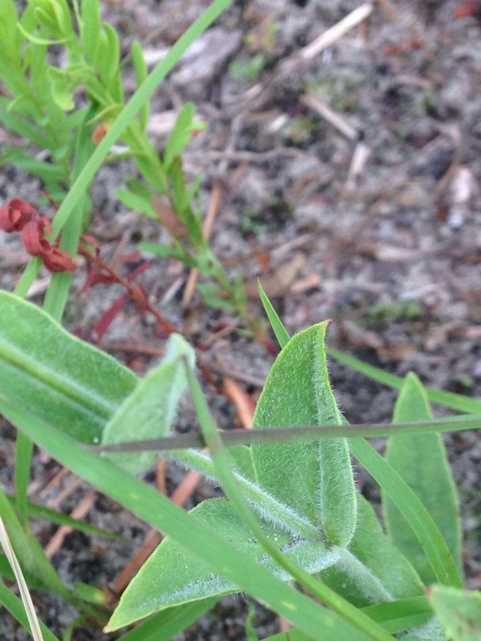 Image de Penstemon hirsutus (L.) Willd.