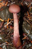 Image of Western Amethyst Deceiver