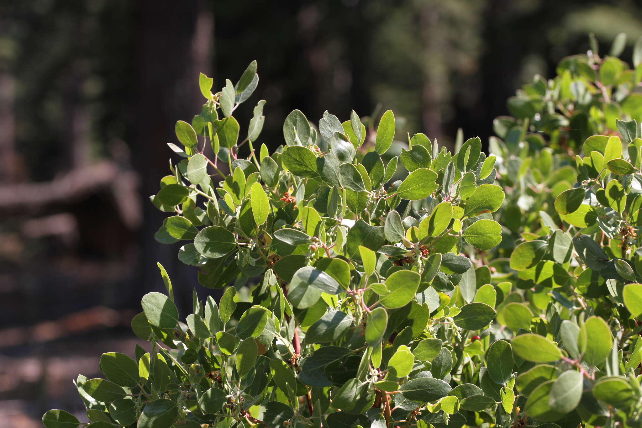 Imagem de Arctostaphylos patula subsp. patula