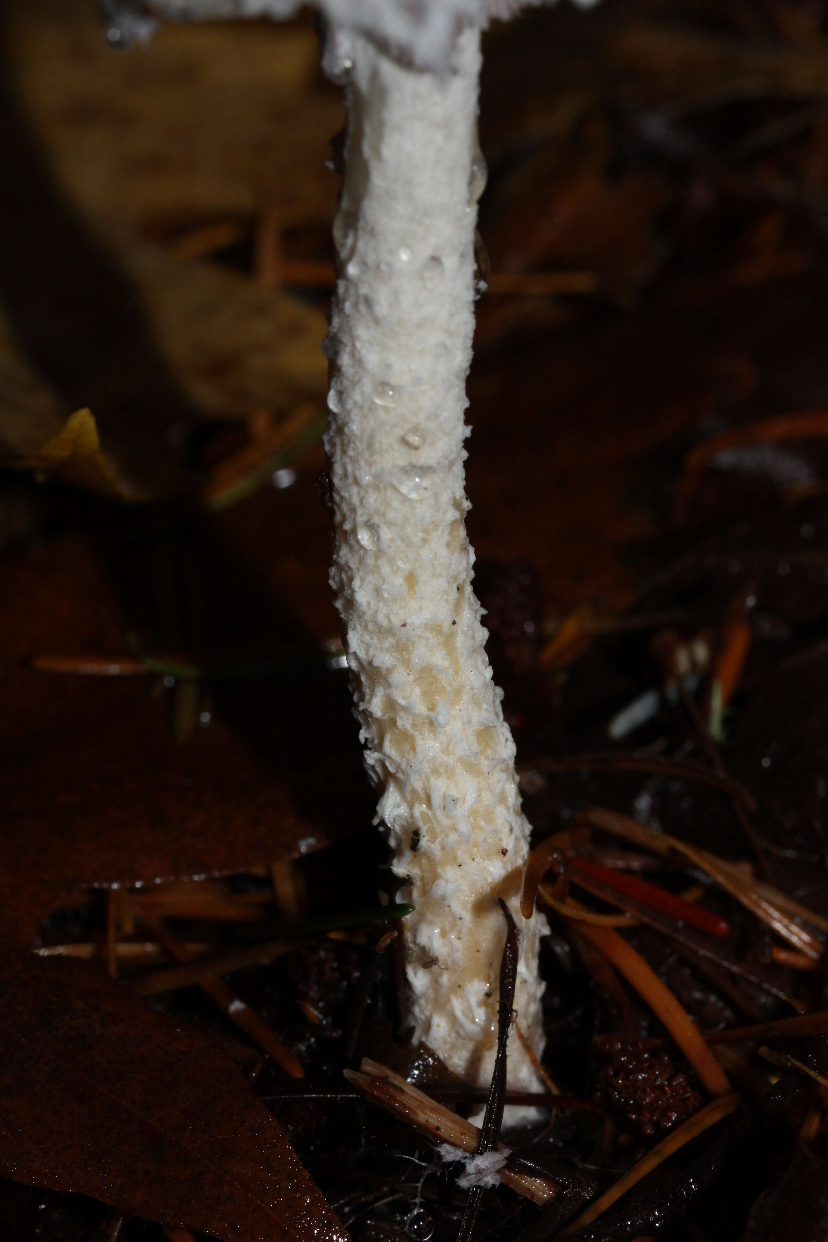 Image of Stropharia ambigua (Peck) Zeller 1914