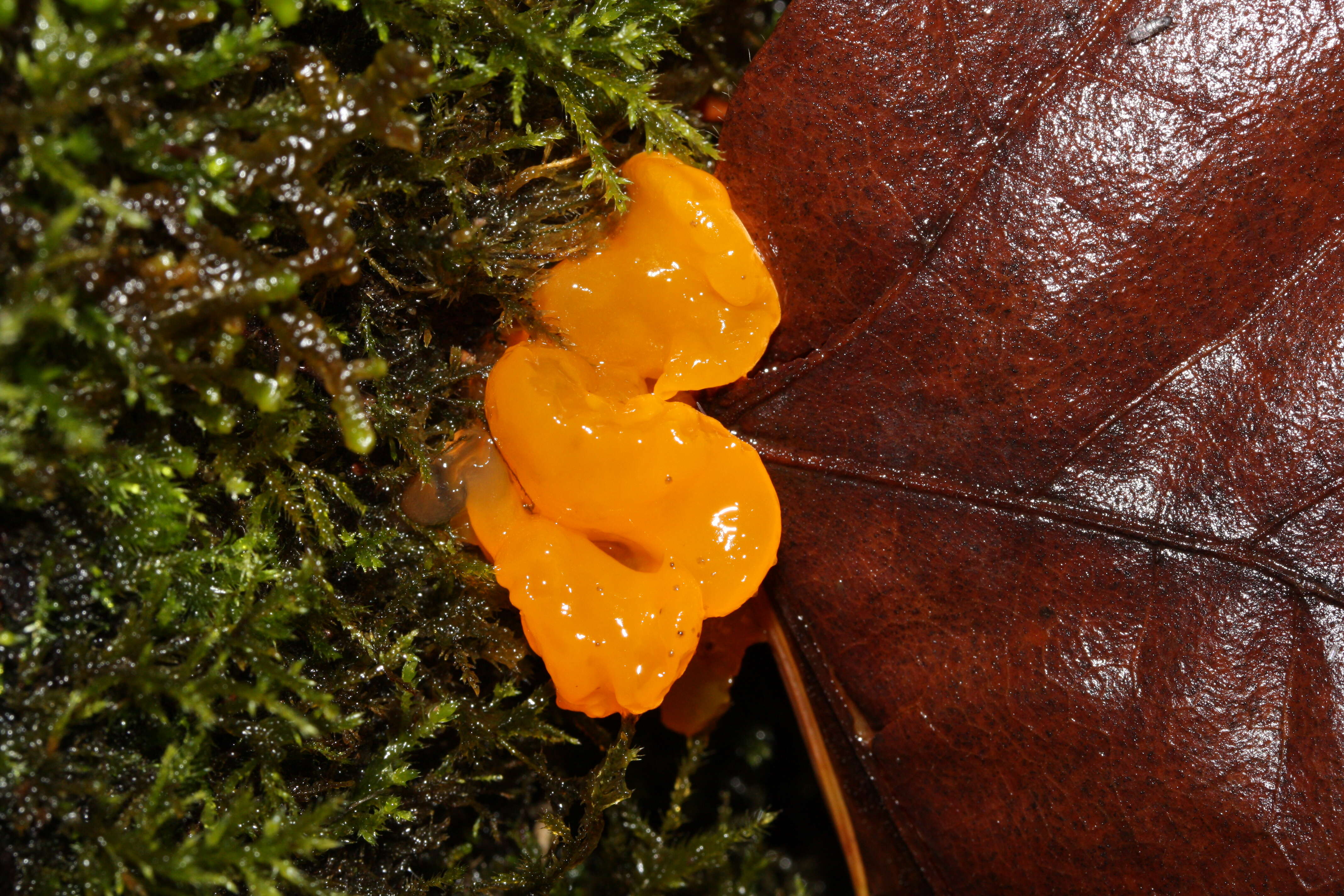 Image of Witches butter