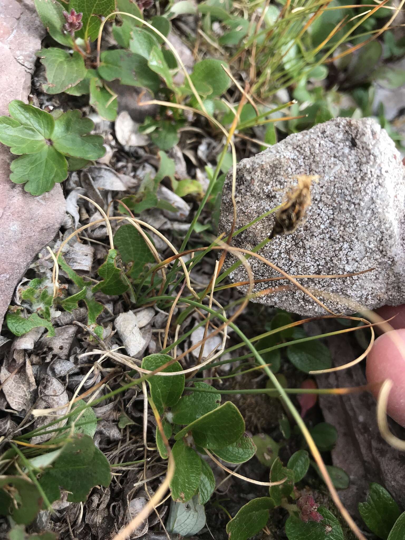 Carex elynoides Holm resmi