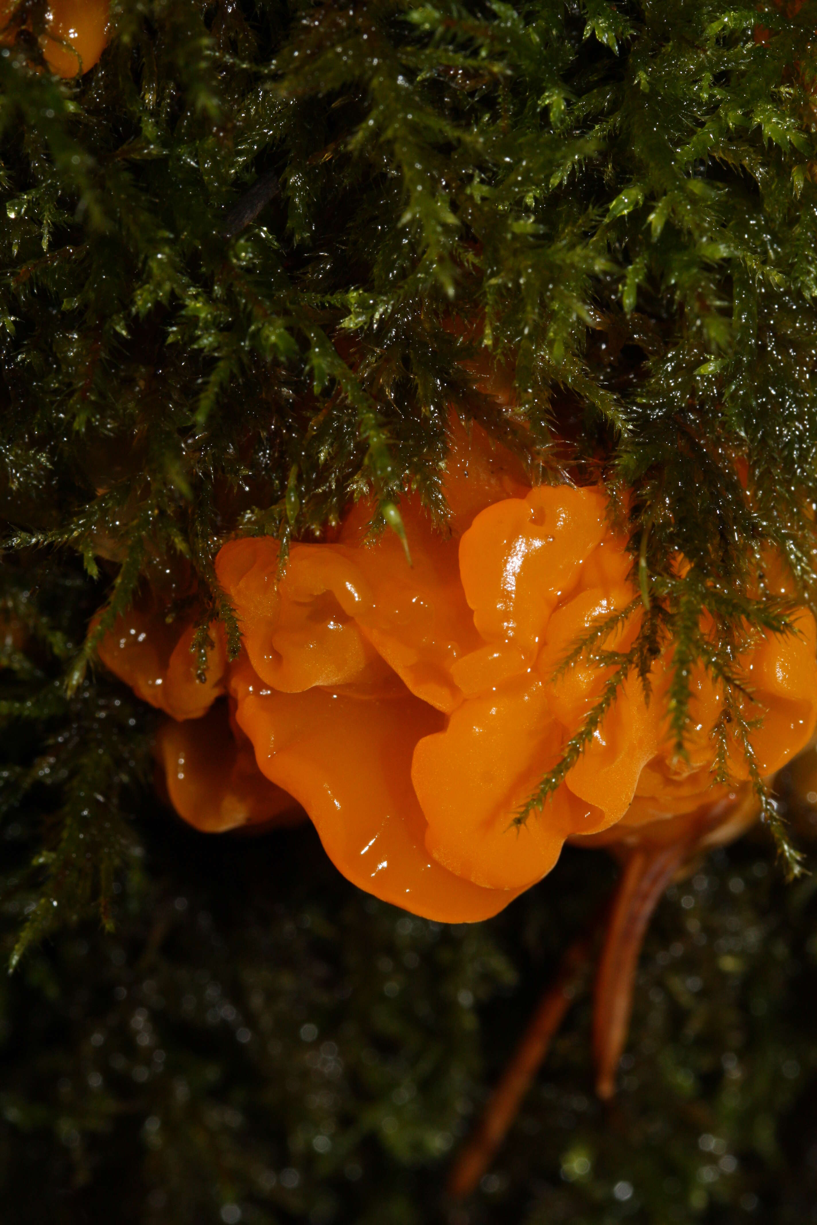 Image of Witches butter