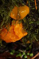 Image of Witches butter