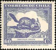 Слика од Chinchilla lanigera Bennett 1829