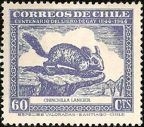 Image of Long-tailed Chinchilla