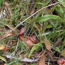 Nepenthes thorelii Lecomte resmi