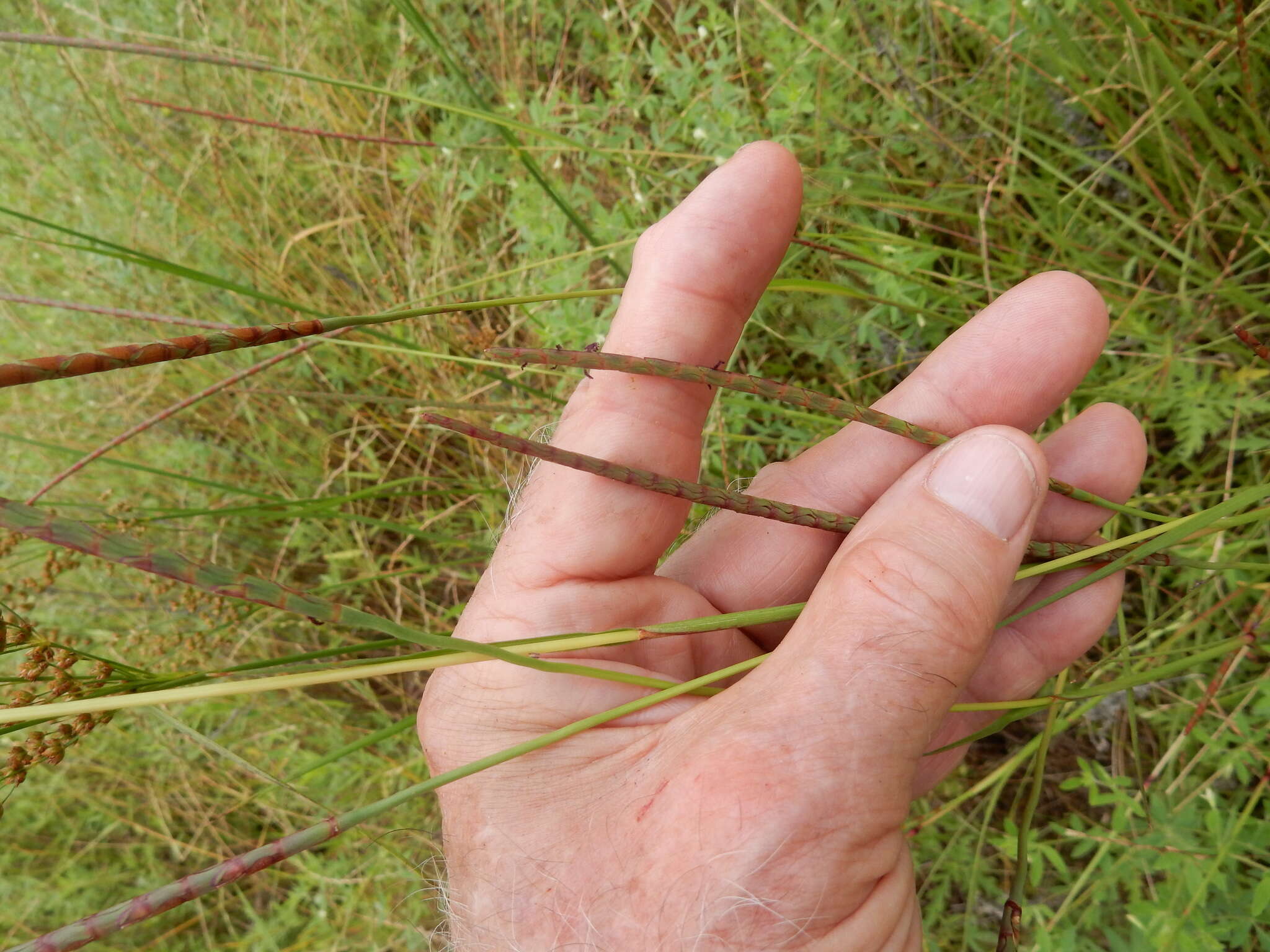 Image of cylinder jointtail grass