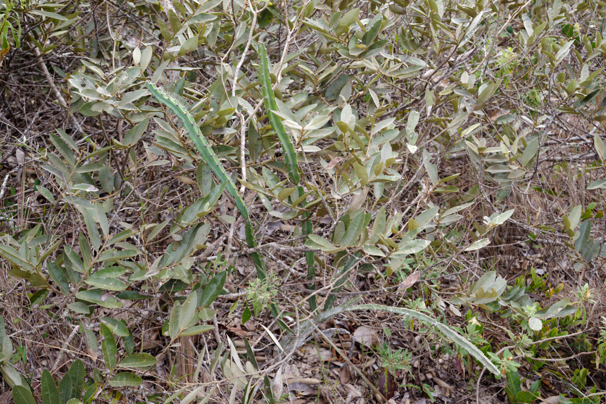 Image de Cereus mirabella N. P. Taylor