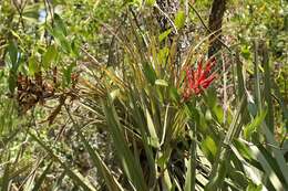 Image de Tillandsia fasciculata Sw.