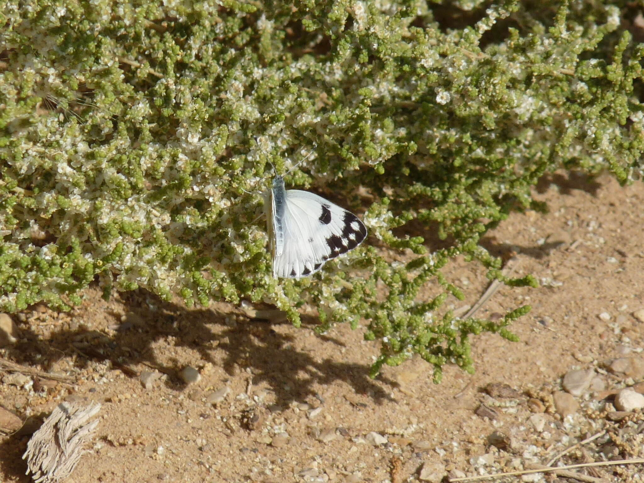 Image of Desert white