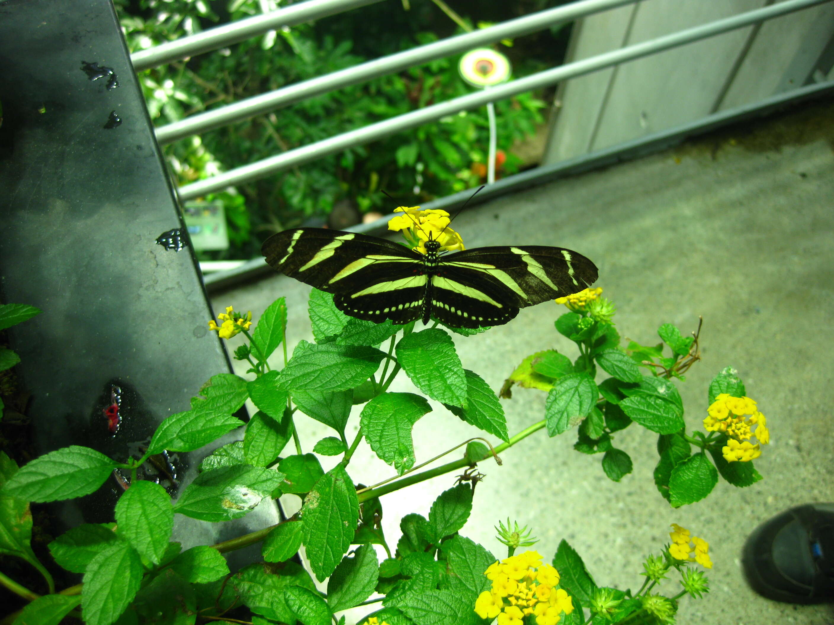 Image of Zebra Longwing