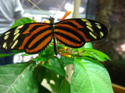 Image of Isabella’s Longwing