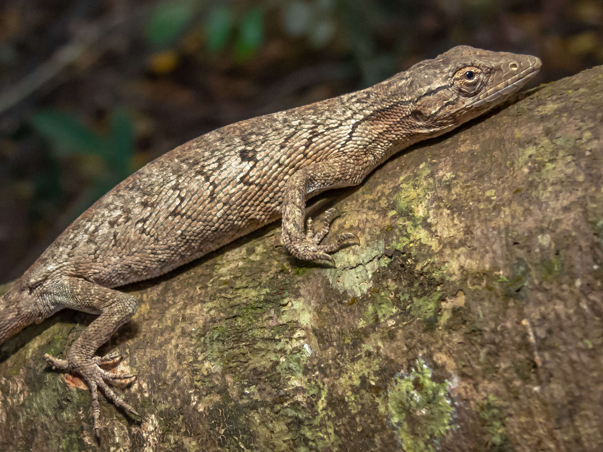 Слика од Polychrus acutirostris Spix 1825