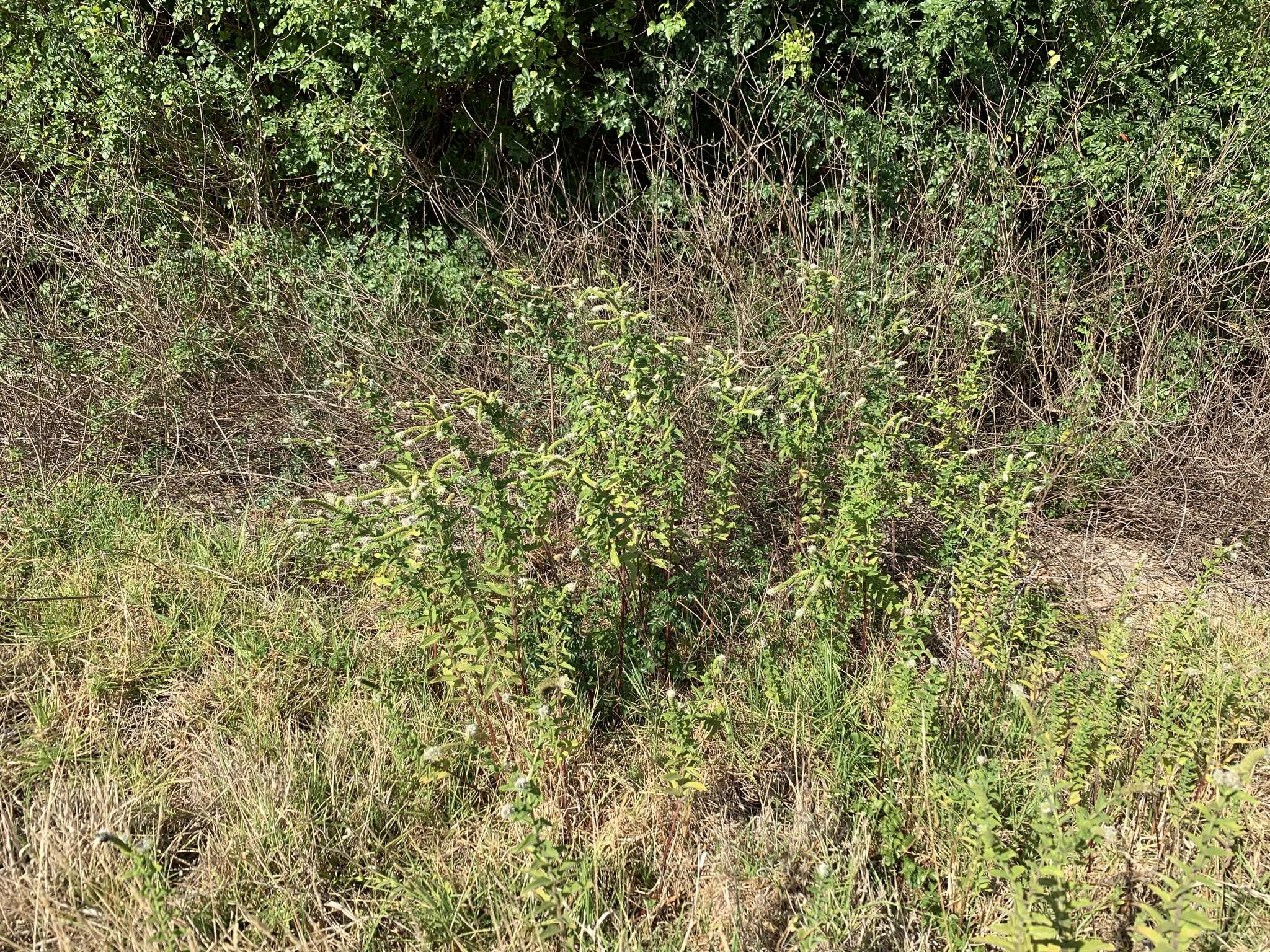 Image of Mentha longifolia subsp. capensis (Thunb.) Briq.