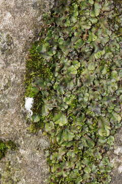 Image of Marchantia polymorpha subsp. ruderalis Bischl. & Boissel.-Dub.