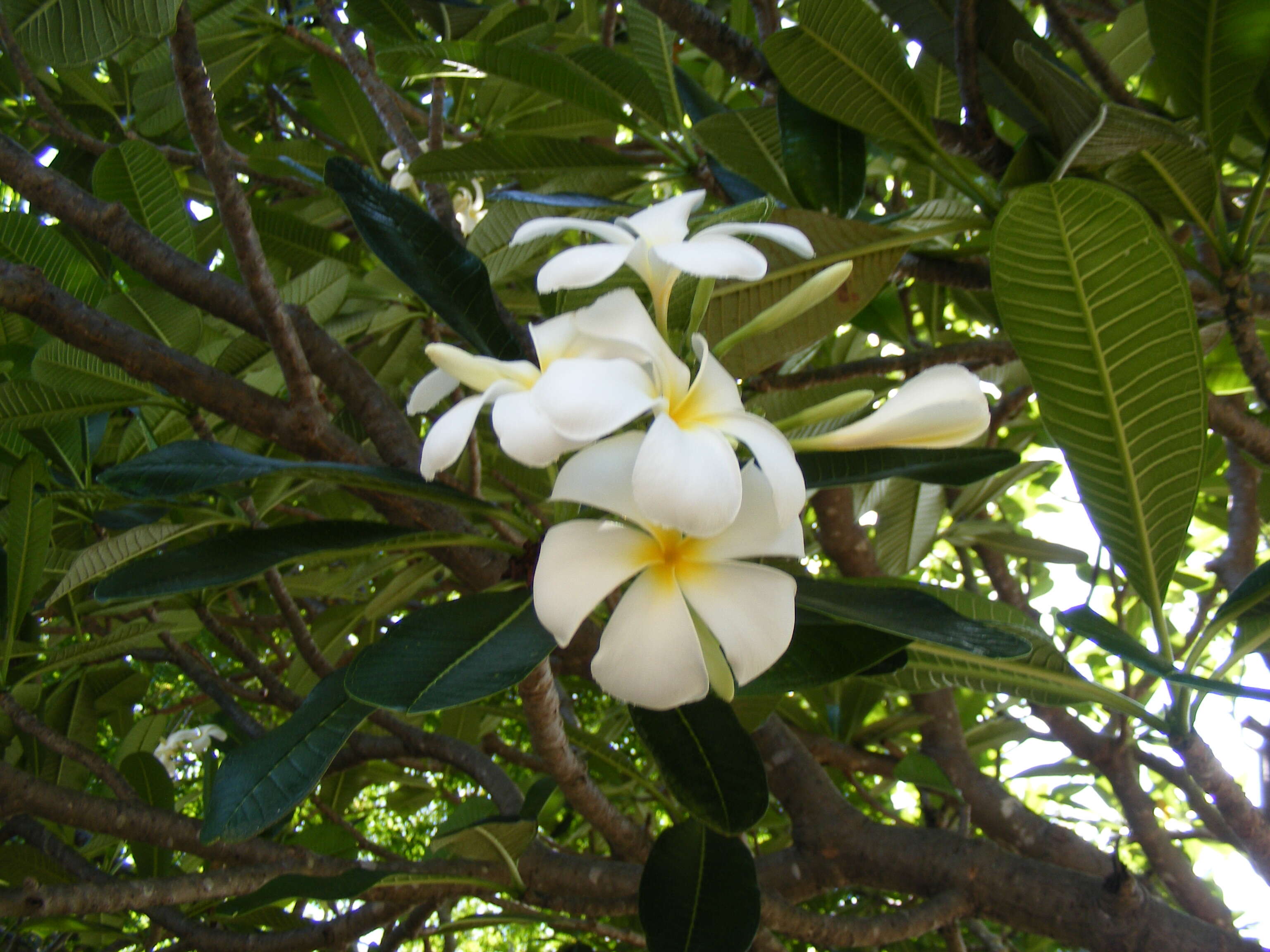 Image of Singapore graveyard flower