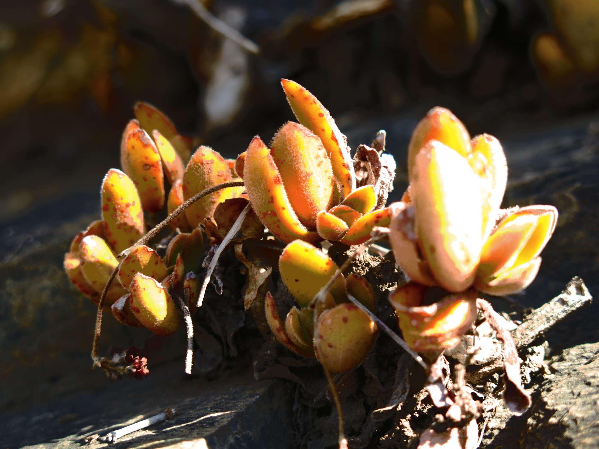 Image of Crassula swaziensis Schönl.