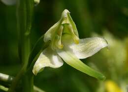 Слика од Platanthera chlorantha (Custer) Rchb.