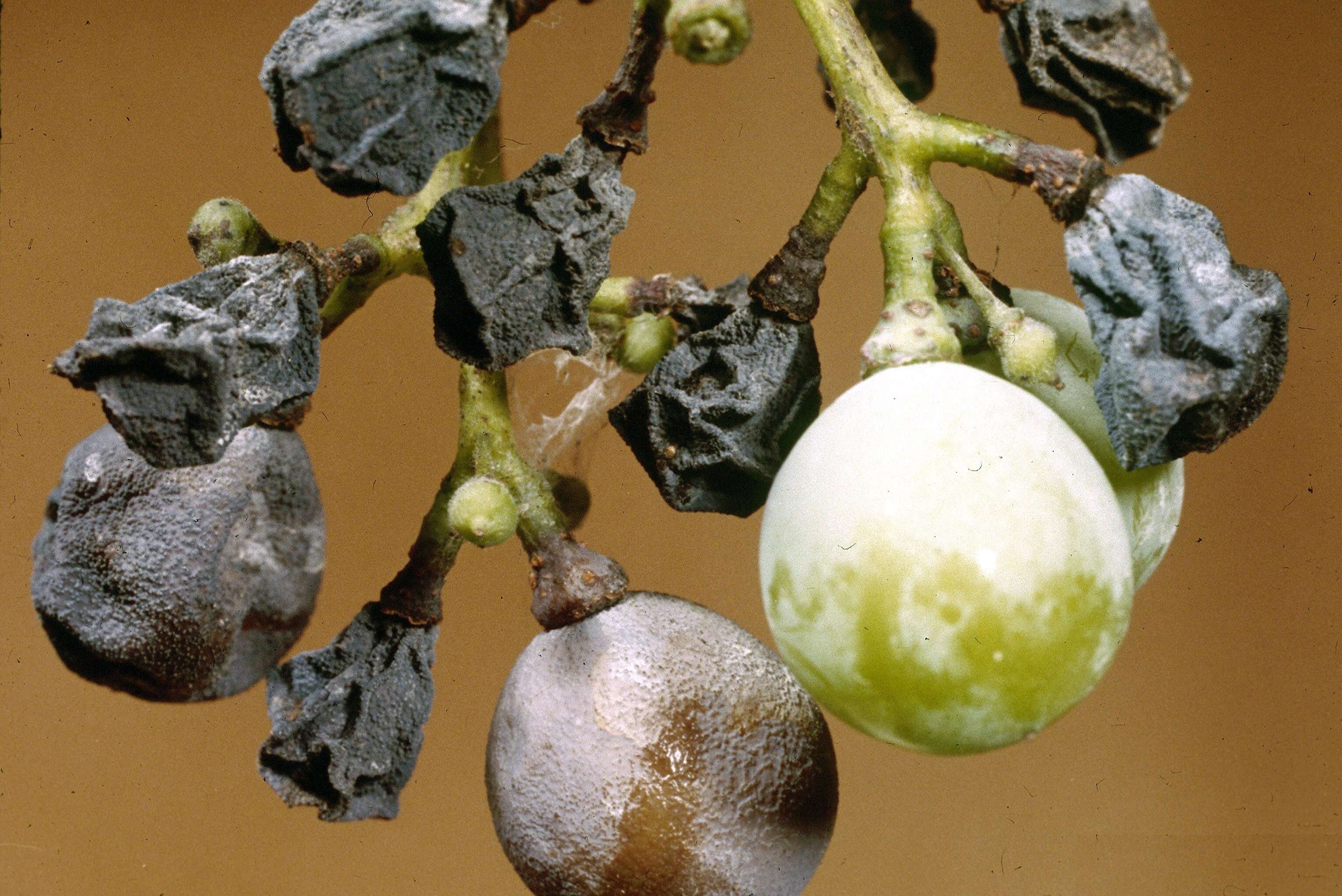 Image of Black rot