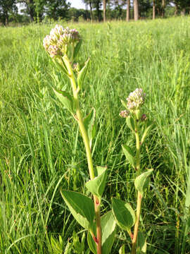 Image of groovestem Indian plantain