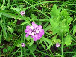 Plancia ëd Iberis umbellata L.