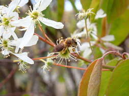 Image of Andrena pruni Robertson 1891