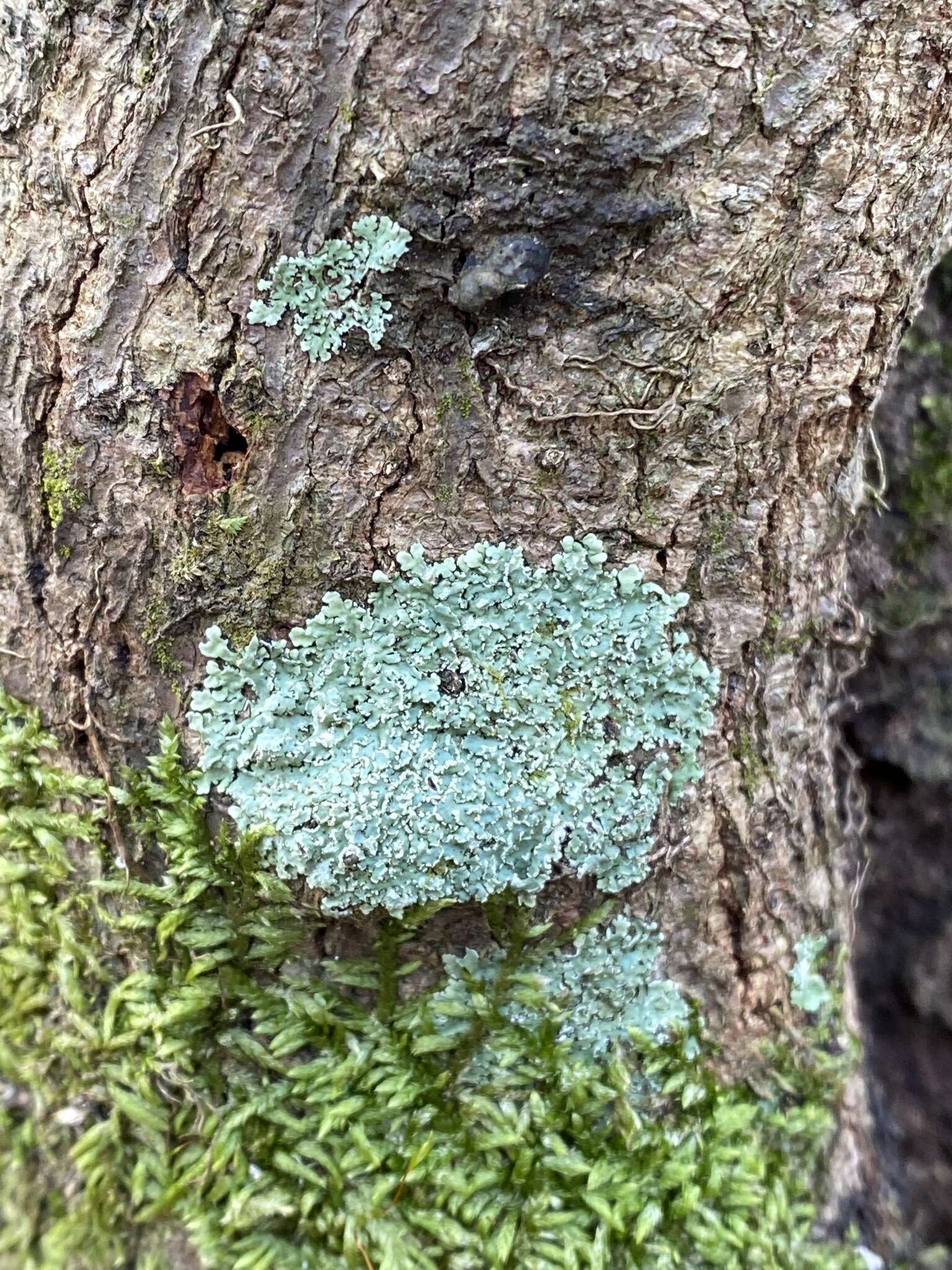 Image of shield lichen